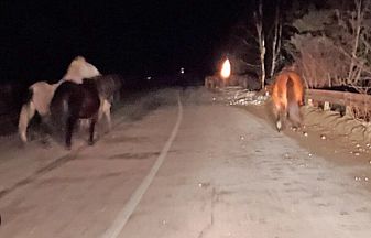 Коне блъснаха кола в Кюстендилско, едно мониче загина, две са в болница